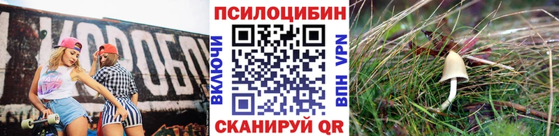 Купить где  Медногорск  Галлюциногенные грибы Cubensis 